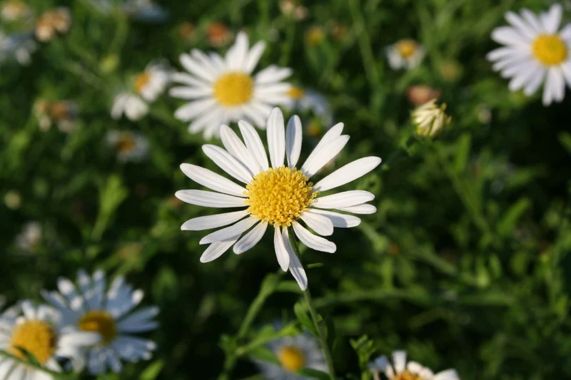 Kalimeris incisa (Eingeschnittene Schönaster)