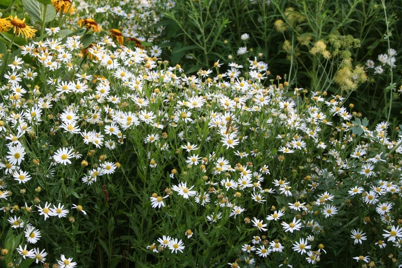 Kalimeris incisa (Eingeschnittene Schönaster)