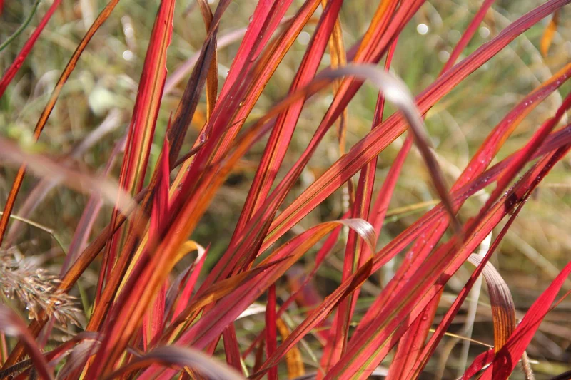 Imperata cylindrica var. koenigii 'Red Baron' (Japanisches Blutgras)