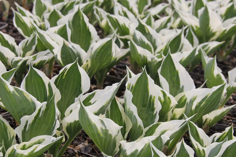 Hosta 'Patriot' (Funkie | Herzblattlilie)