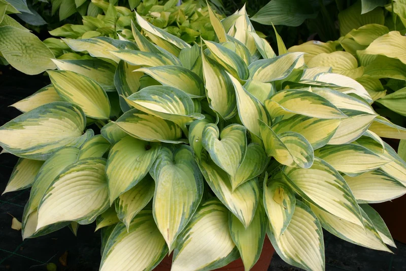 Hosta 'June' (Funkie | Herzblattlilie)
