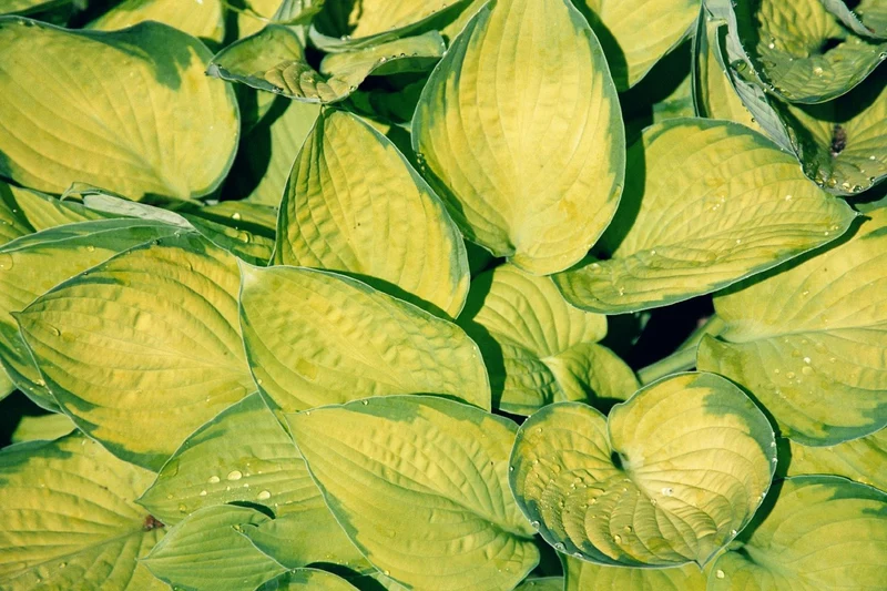 Hosta 'Gold Standard' (Funkie | Herzblattlilie)