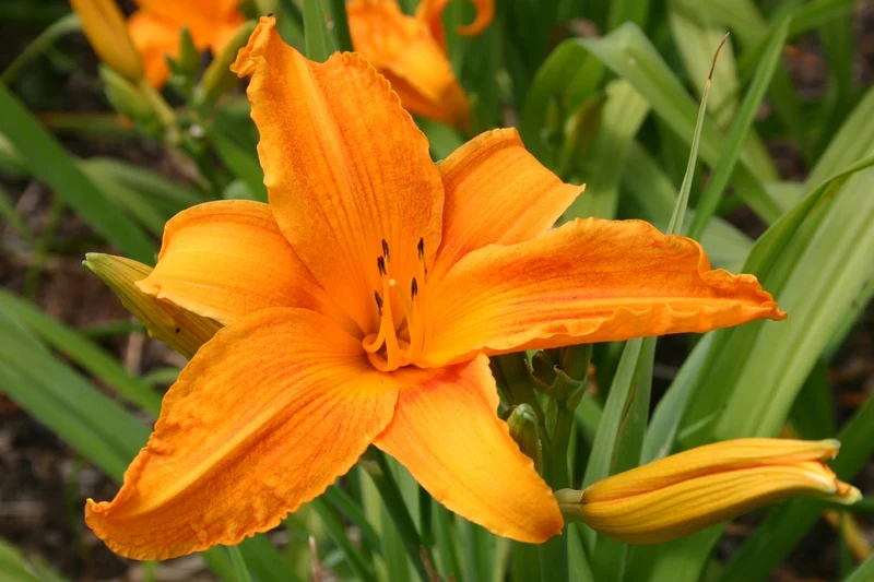Hemerocallis 'Burning Daylight' (Großblumige Taglilie)