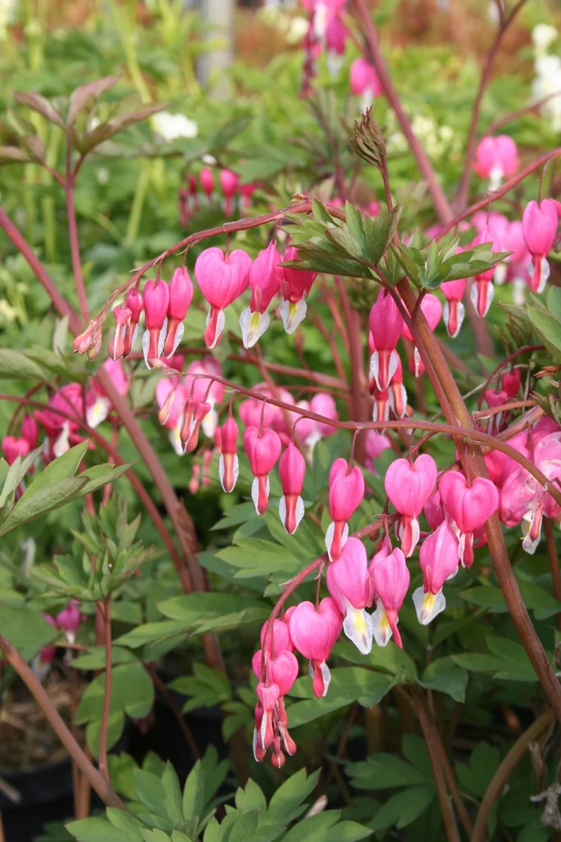 Dicentra spectabilis (Tränendes Herz | Hohe Herzblume)