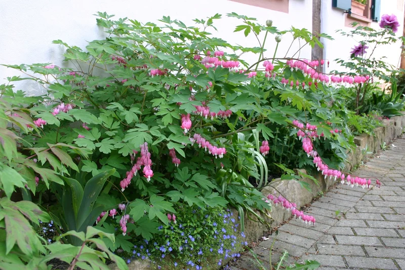 Dicentra spectabilis (Tränendes Herz | Hohe Herzblume)