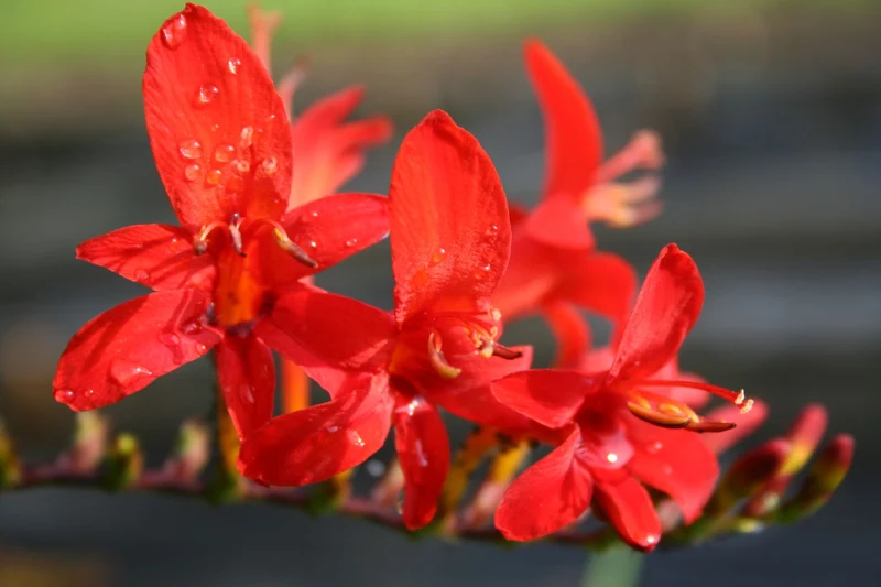 Crocosmia x crocosmiiflora 'Lucifer' (Montbretie)