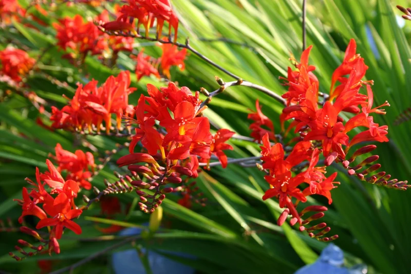 Crocosmia x crocosmiiflora 'Lucifer' (Montbretie)