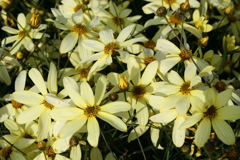 Coreopsis verticillata 'Moonbeam' (Quirlblättriges Mädchenauge)