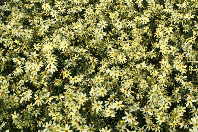 Coreopsis verticillata 'Moonbeam' (Quirlblättriges Mädchenauge)