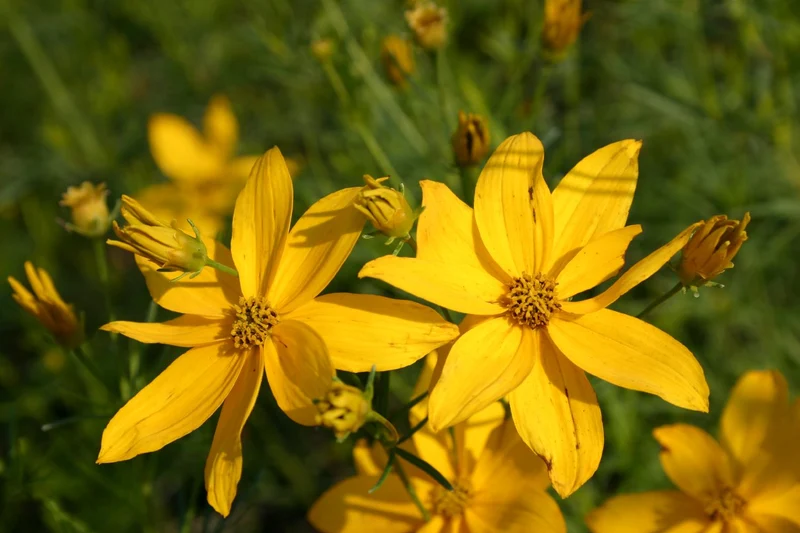 Coreopsis verticillata 'Grandiflora' (Mädchenauge)