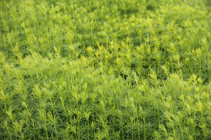Coreopsis verticillata 'Grandiflora' (Mädchenauge)