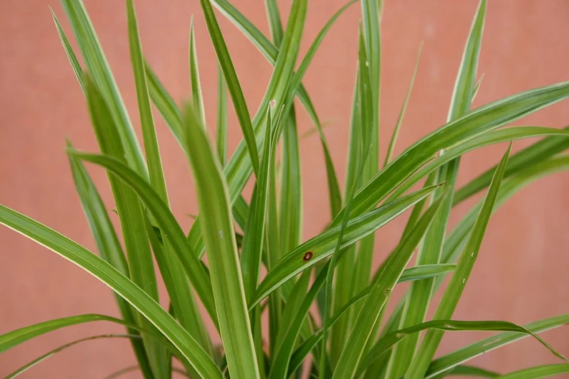 Carex foliosissima 'Ice Dance' (Japansegge)