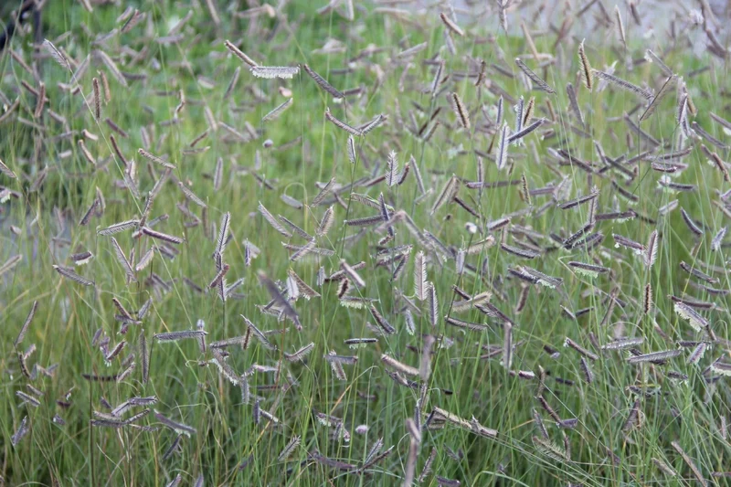 Bouteloua gracilis (Schlankes Moskitogras)