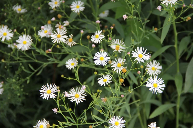 Boltonia asteroides 'Snowbank' (Sternwolkenaster)