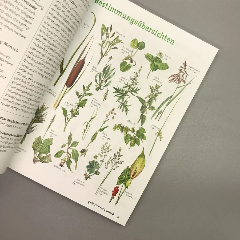 Wildpflanzen neu entdecken (Scherf & Caspari)