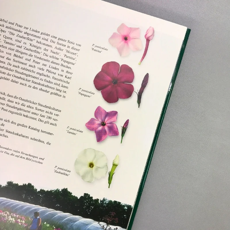 Phlox, Phloxe für den Garten (Birgitte Husted Bendtsen)