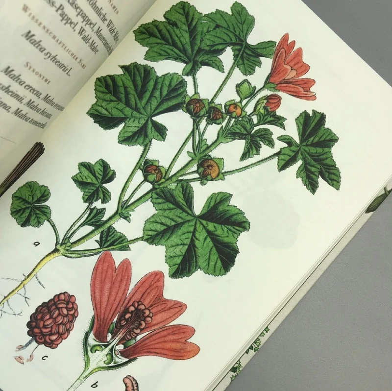 Die Flora von Deutschland (Jacob Sturm)