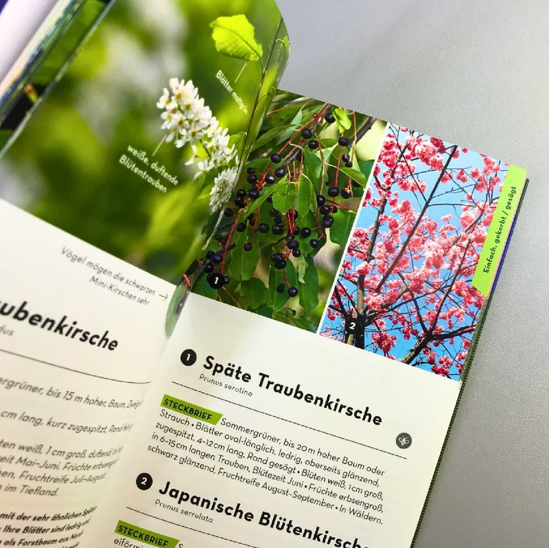 Basic Bäume (Katrin Hecker)