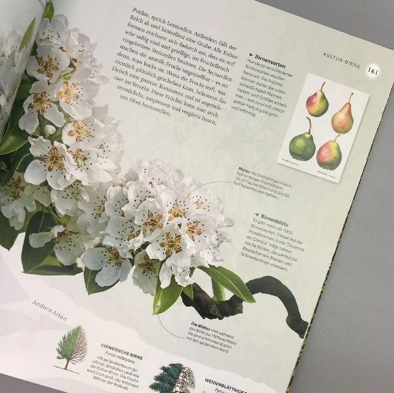 Alles über Bäume (Eine Natur- und Kulturgeschichte)