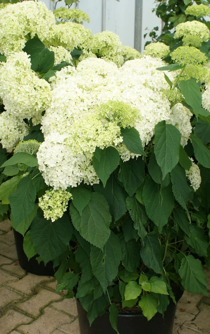 Hydrangea arborescens 'Annabelle' (Strauchhortensie)