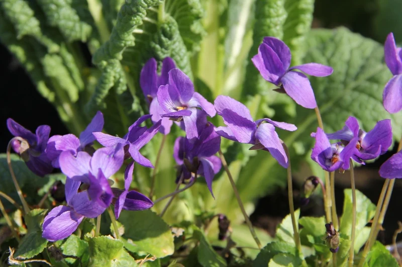 Viola odorata 'Königin Charlotte' (Duftveilchen)