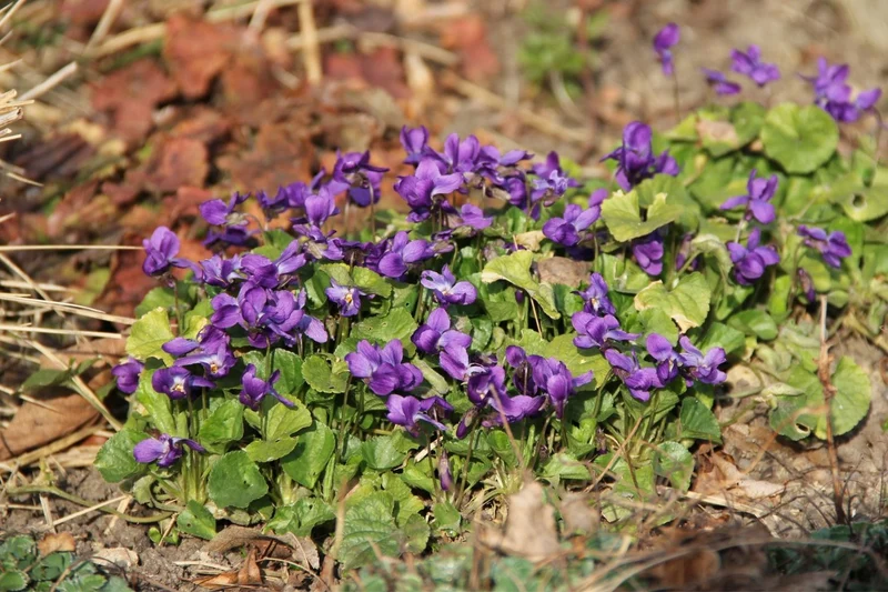 Viola odorata 'Königin Charlotte' (Duftveilchen)