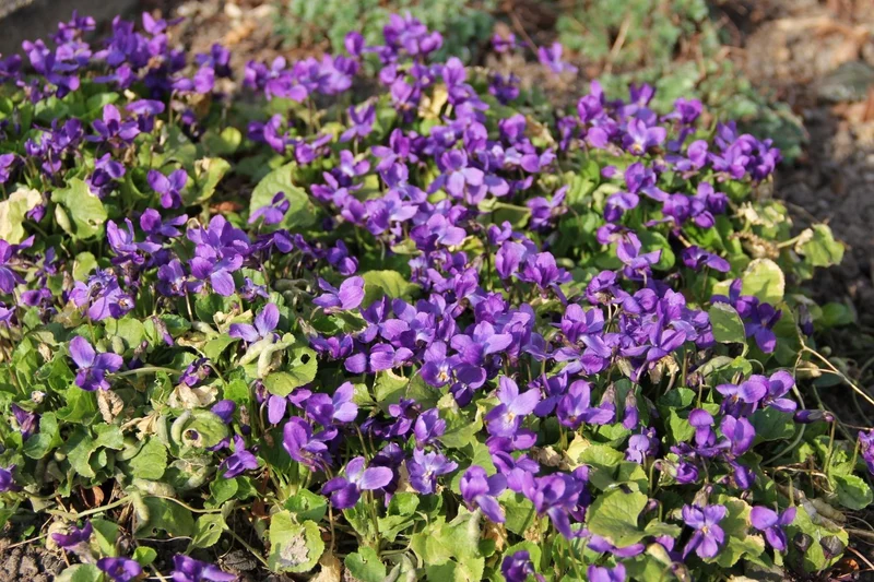 Viola odorata 'Königin Charlotte' (Duftveilchen)