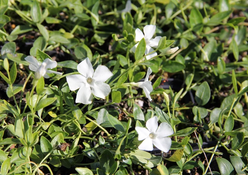 Vinca minor 'Gertrude Jekyll' (Immergrün)