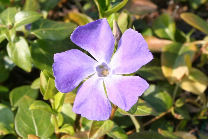 Vinca minor 'Bowles' (Kleines Immergrün)