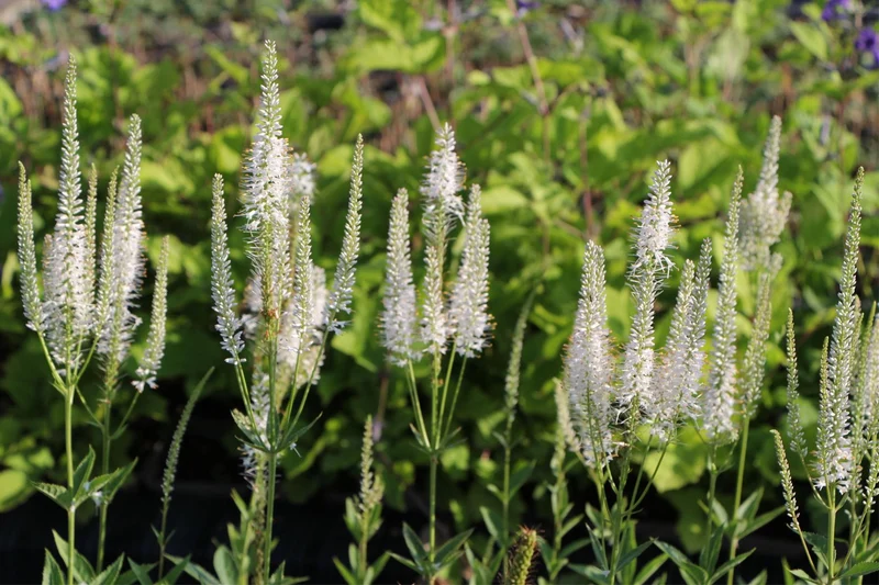 Veronicastrum virginicum 'Diana' (Kandelaberehrenpreis)
