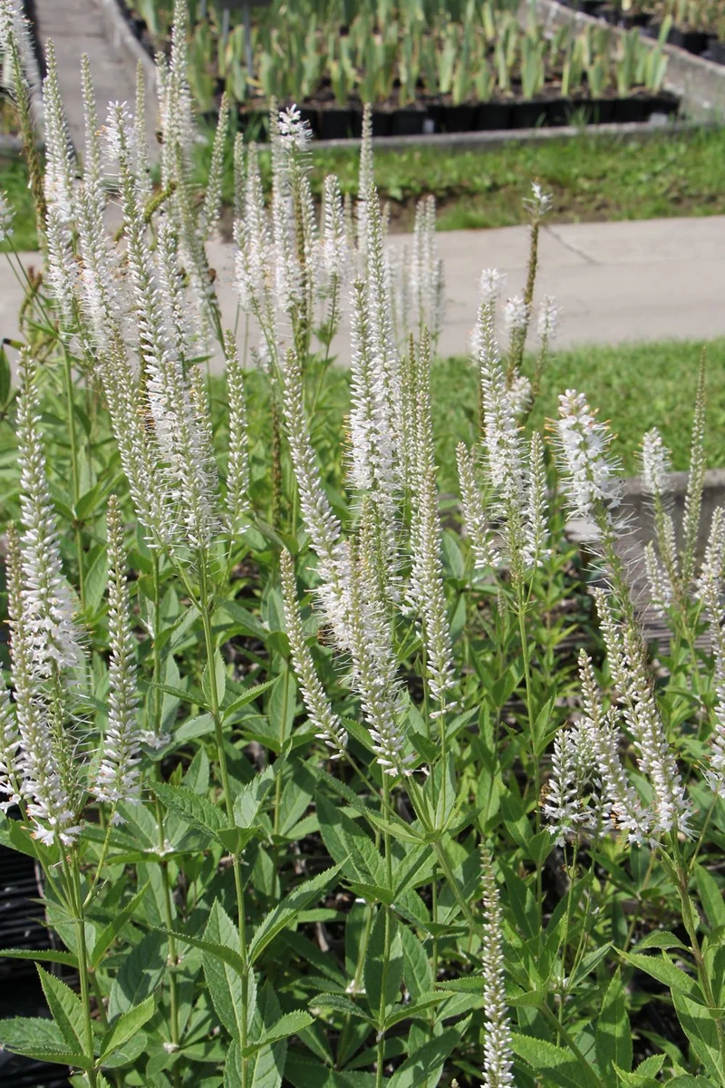 Veronicastrum virginicum 'Diana' (Kandelaberehrenpreis)