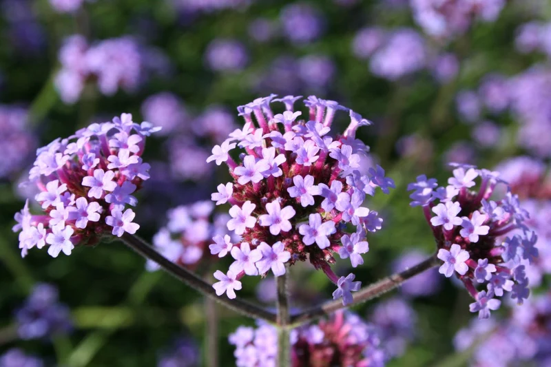 Verbena bonariensis 'Lollipop' (Eisenkraut)