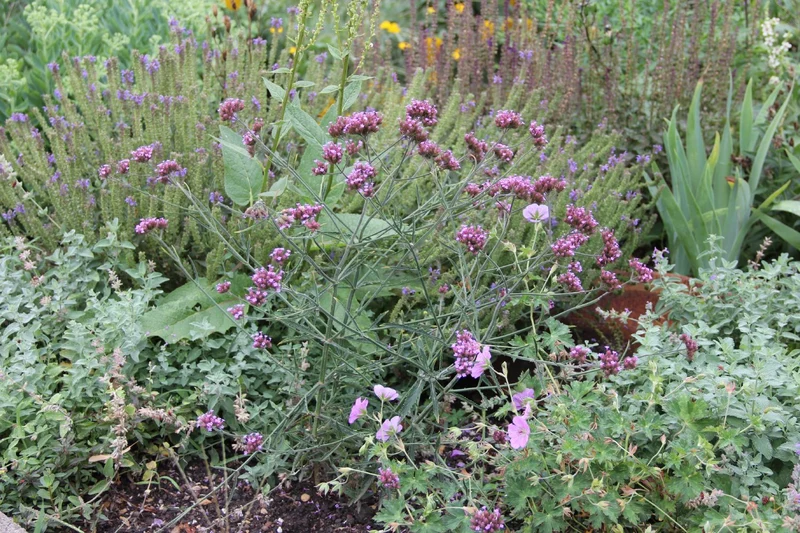 Verbena bonariensis 'Lollipop' (Eisenkraut)