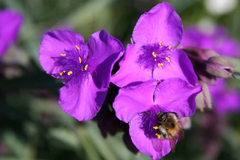 Tradescantia ohiensis 'Concorde Grape' (Dreimasterblume)