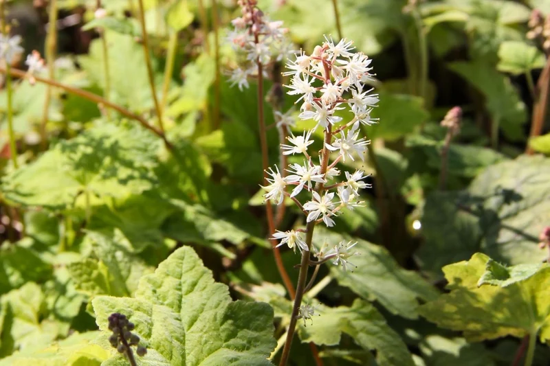 Tiarella wherryi (Amerikanische Schaumblüte)