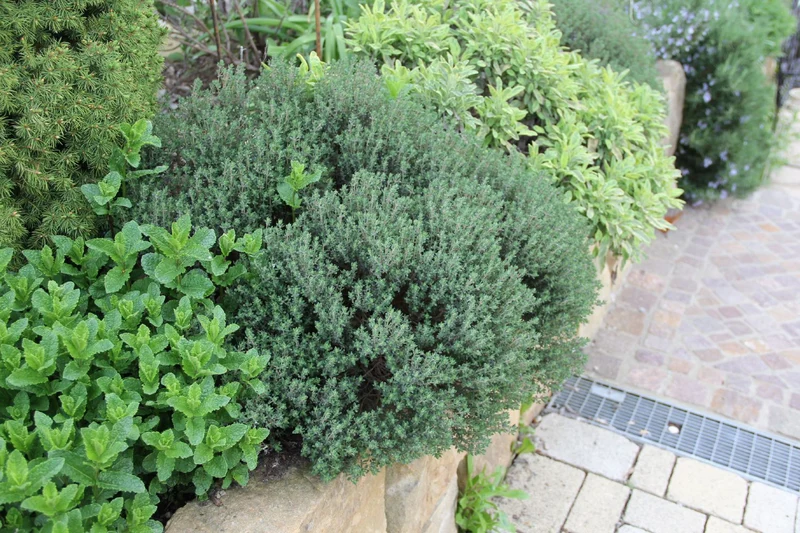 Thymus vulgaris (Echter Thymian, Quendel)