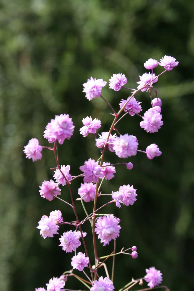 Thalictrum delavayi 'Hewitt's Double' (Wiesenraute)