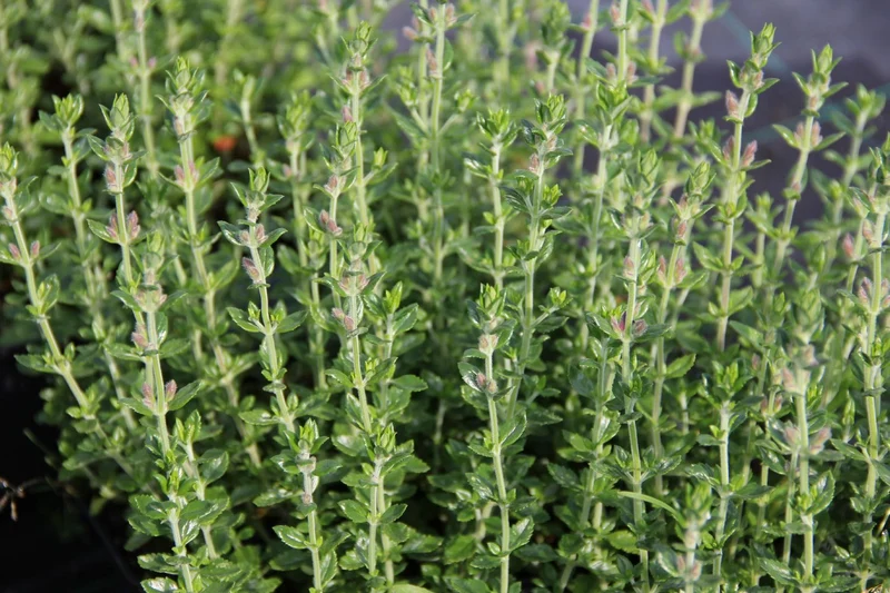 Teucrium x lucidrys (Wintergrüner Gamander)