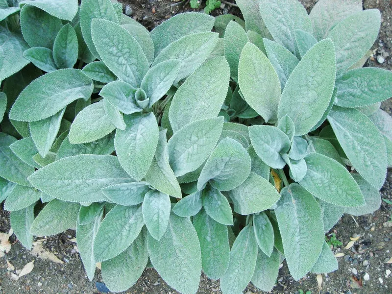 Stachys byzantina 'Helene von Stein' (Wollziest)