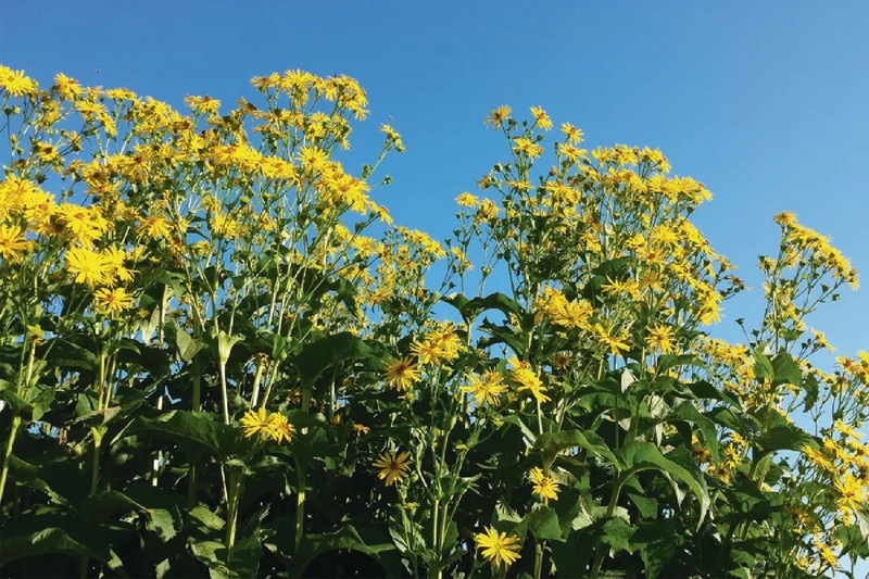 Silphium perfoliatum (Verwachsenblättrige Becherpflanze)