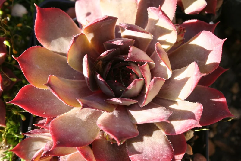 Sempervivum 'Twilight Blues' (Hauswurz)