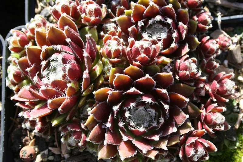 Sempervivum 'Silberkarneol' (Hauswurz)