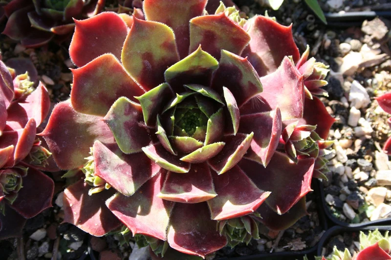 Sempervivum 'Rotmantel' (Hauswurz)