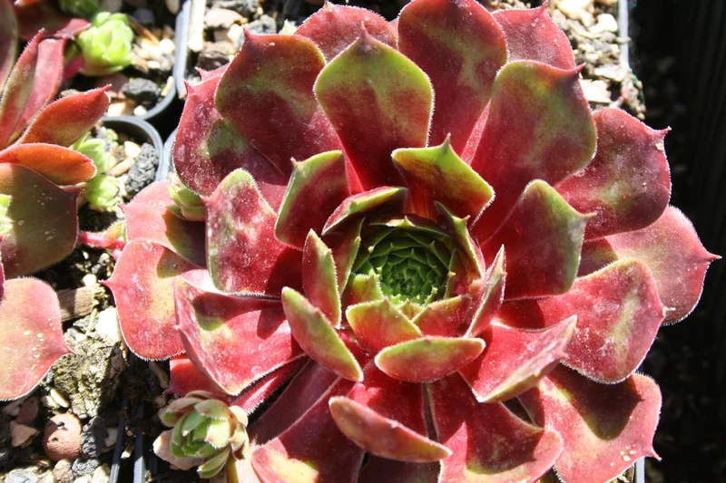 Sempervivum 'Orion' (Hauswurz)