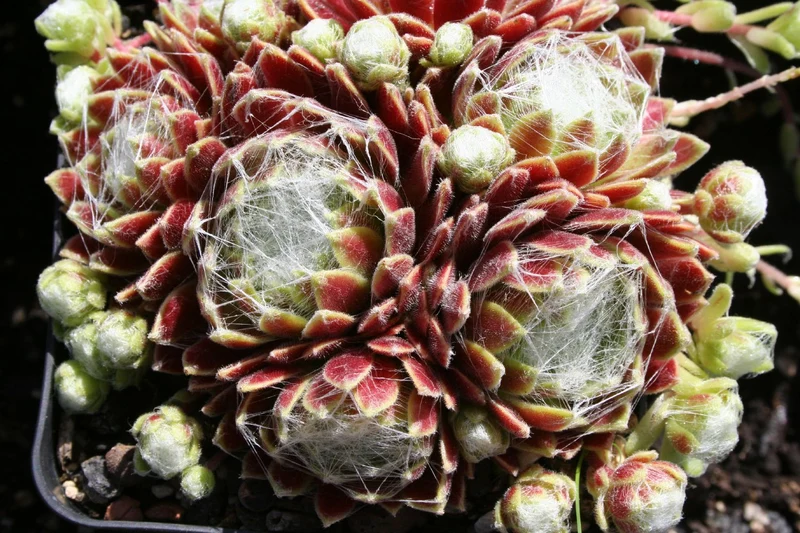 Sempervivum 'Kramers Spinnrad' (Hauswurz)