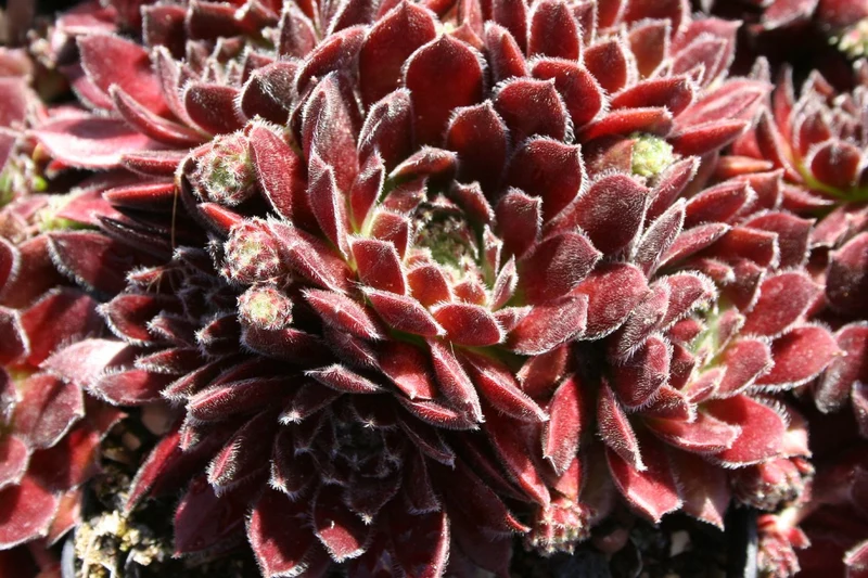 Sempervivum 'Isabella' (Hauswurz)