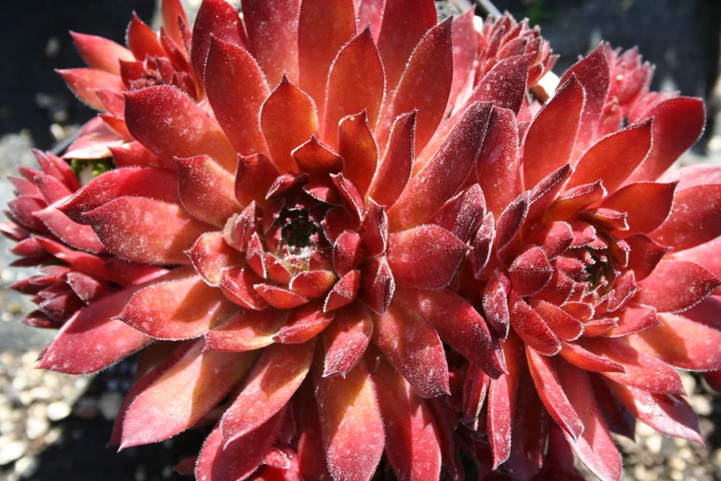 Sempervivum 'Hart' (Hauswurz)