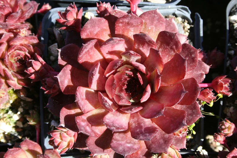 Sempervivum 'Bedivere' (Hauswurz)
