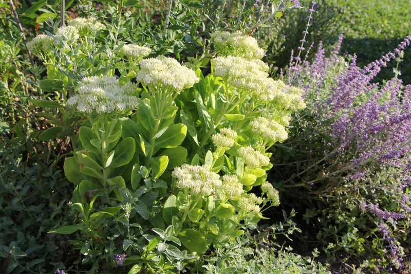 Sedum spectabile 'Iceberg' (Weiße Fetthenne)