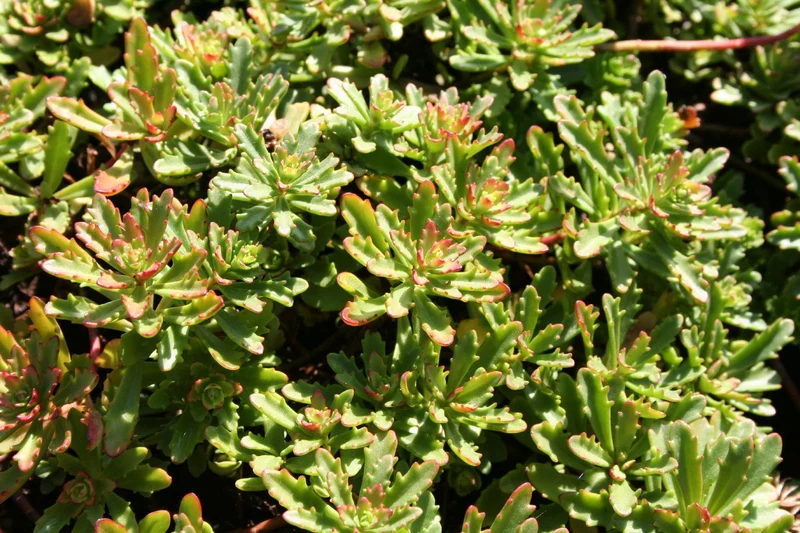 Sedum floriferum 'Weihenstephaner Gold' (Fetthenne)